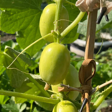 finger cucumber Seeds