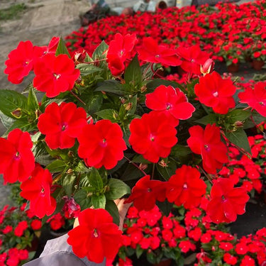 Park Seed Shady Lady II Cherry Red Hybrid Impatiens Seeds