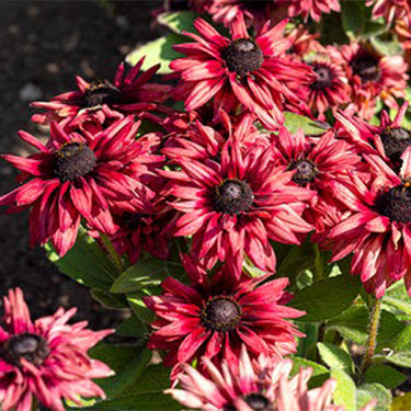 Rudbeckia Hirta Seeds-Cherry Brandy
