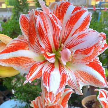 Hippeastrum Seeds-Sunny Lady
