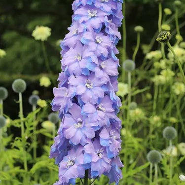 Delphinum Seeds-Blue Lace