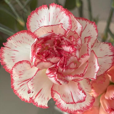 Carnation Seeds-Pomegranate