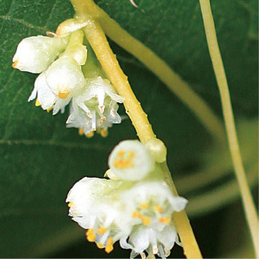 Dodder Seeds