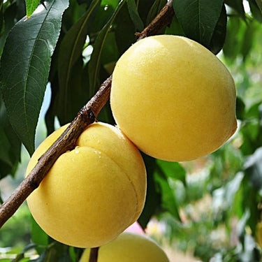 Yellow Peach