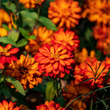 Zinnia Seeds-Profusion Orange