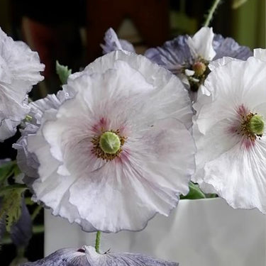 Papaver Rhoeas Seeds-Sherry Grey