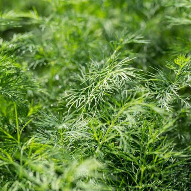 Parsley Green Dream