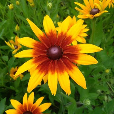 Rudbeckia Hirta Seeds-King
