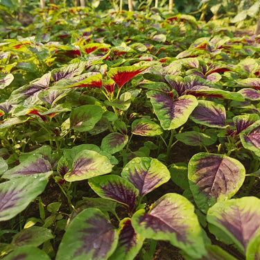 Amaranth Seeds