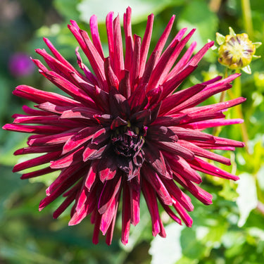 Dahlia Seeds-CactusSemi-cactus