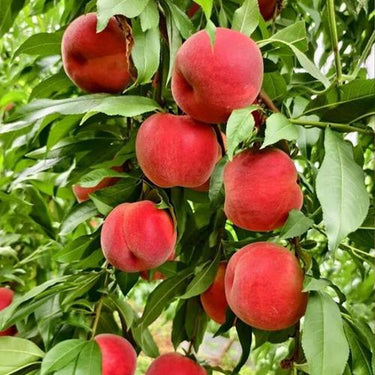 Dwarf Peach Fruit Tree – Indoor or Outdoor