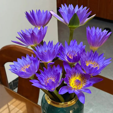 Purple Water Lily