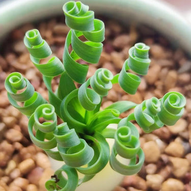 Rare Spring Grass Spiral Succulents