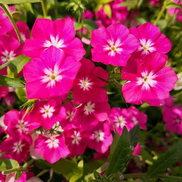 Phlox Seeds-Love Letter (Pink)