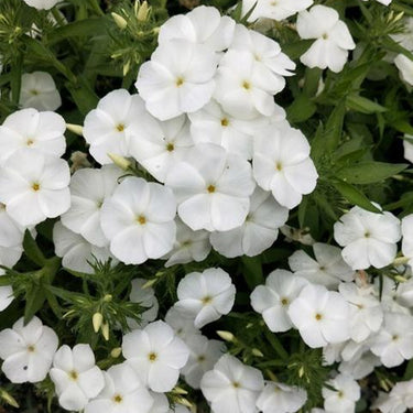 Phlox Seeds-Palona (White)