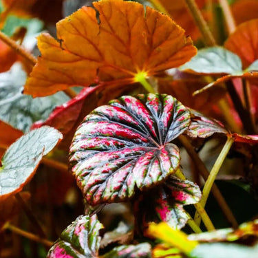 Begonia 'Candy Stripes