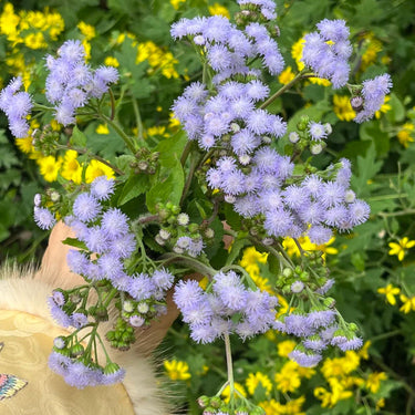 Ageratum  Floss Flower Seeds