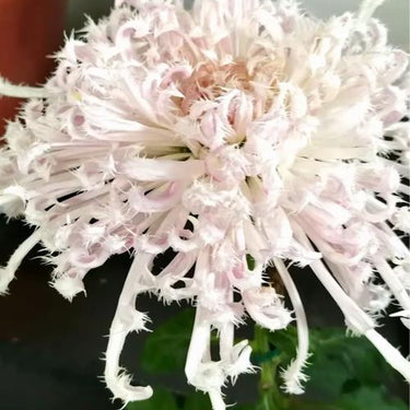 Chrysanthemum Seeds-White Burr