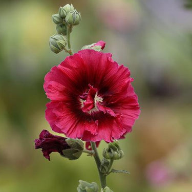 Hollyhock Seeds-Wine Red