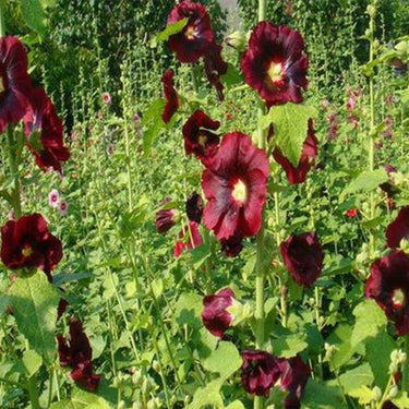 Hollyhock Seeds-Black Swan
