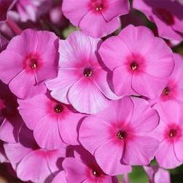 Phlox Seeds-Pink-Flowered Phlox