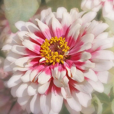 Zinnia Seeds-Double Zahara Starlight Rose