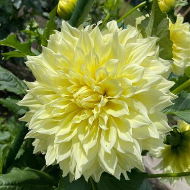Dahlia Seeds – Kelvin Floodlight