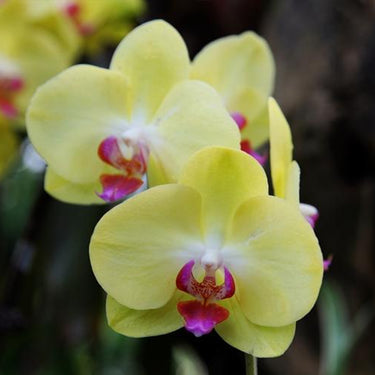 Orchid-Phalaenopsis Aphrodite