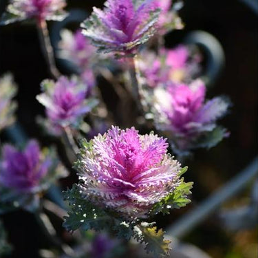 Ornamental Kale Seeds-Red-Feathered Crane
