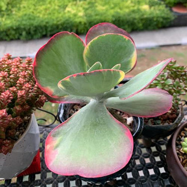 Thyrsiflora, Kalanchoe Seeds