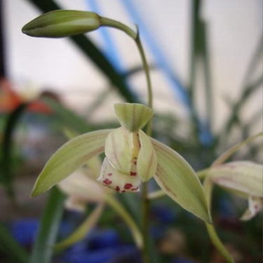 Cymbidium Ensifolium