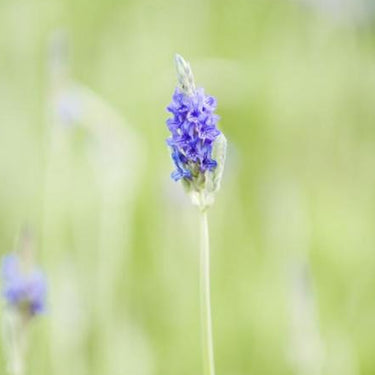Western Vervain