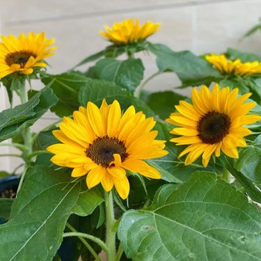 Sunflower Seeds-Pacino
