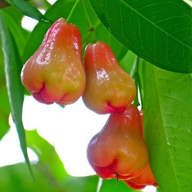 Wax Apple
