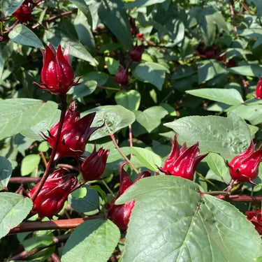 Roselle Seeds – Fuchsia