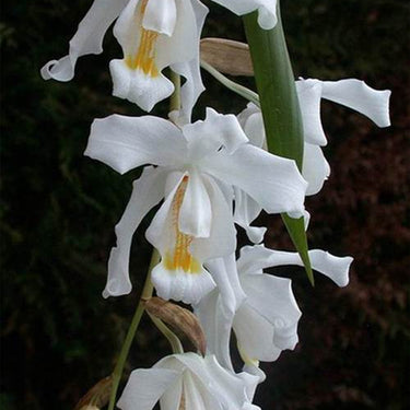 Orchid-Coelogyne Cristata