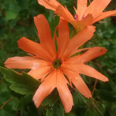 Lychnis Fulgens