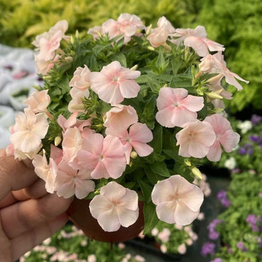 Phlox Seeds-Star-Flowered Phlox (Pink)