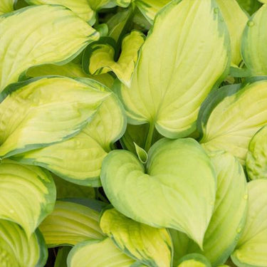 Hosta Seeds