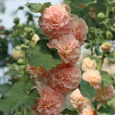 Alcea Hollyhocks - Peaches and Dreams