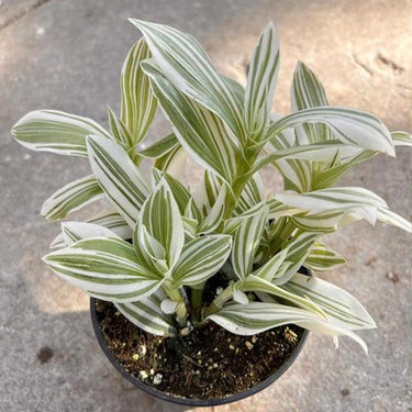Tradescantia Zebrina'Discolor'