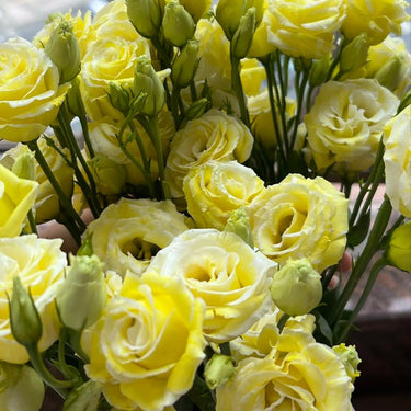 Lisianthus Seeds-Cream Yellow