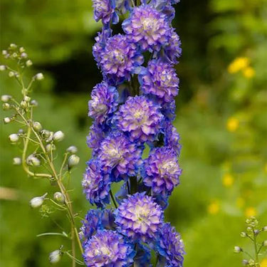 Delphinum Seeds-Highlander Bolero