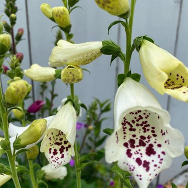 Foxglove Seeds igitalis 'Dalmatian Creme'