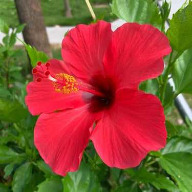 Hibiscus Seeds-Single-petal Red Hibiscus