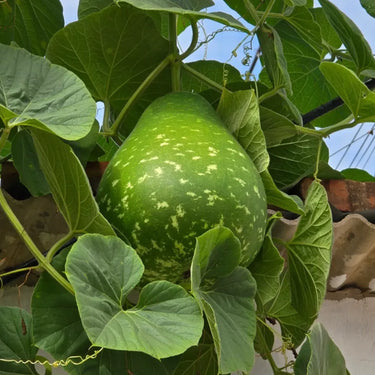 Chinese Bottle Gourd