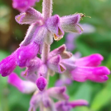 Agastache, Rosie Posie