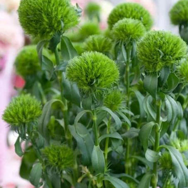 Carnation Seeds-Green Trick