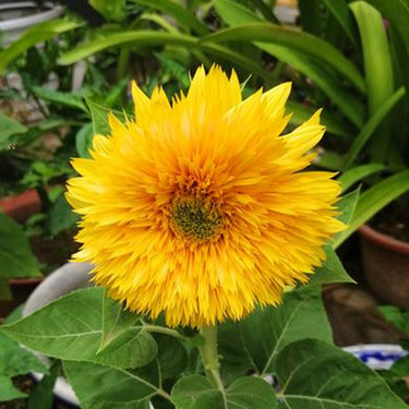 Sunflower Seeds-Golden Radiance