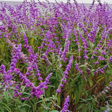 Mexican Bush Sage Seeds